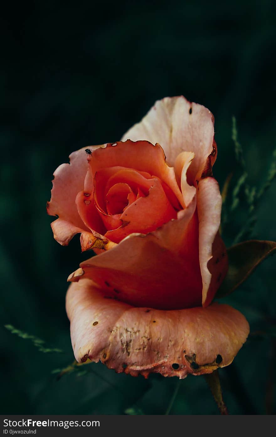 Closeup Photography of Pink Rose Flower