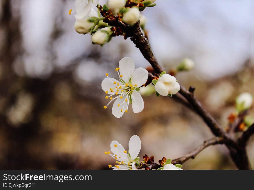 Selective Focus Photography Cherry Blossom Flowers