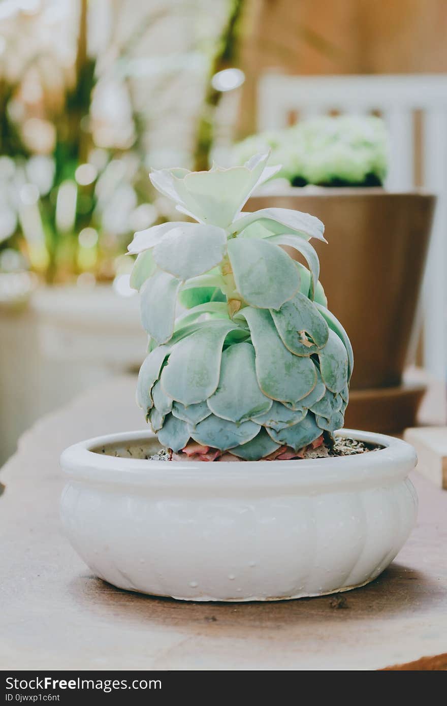 Green Succulent Plant in White Pot