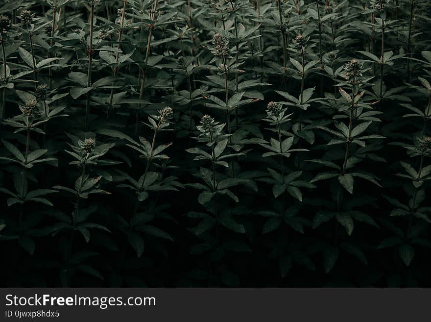 Green Leaf Plants