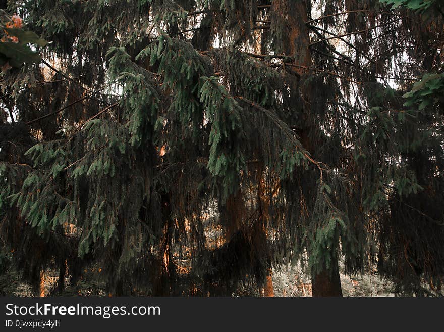 Photograph of Green Tree