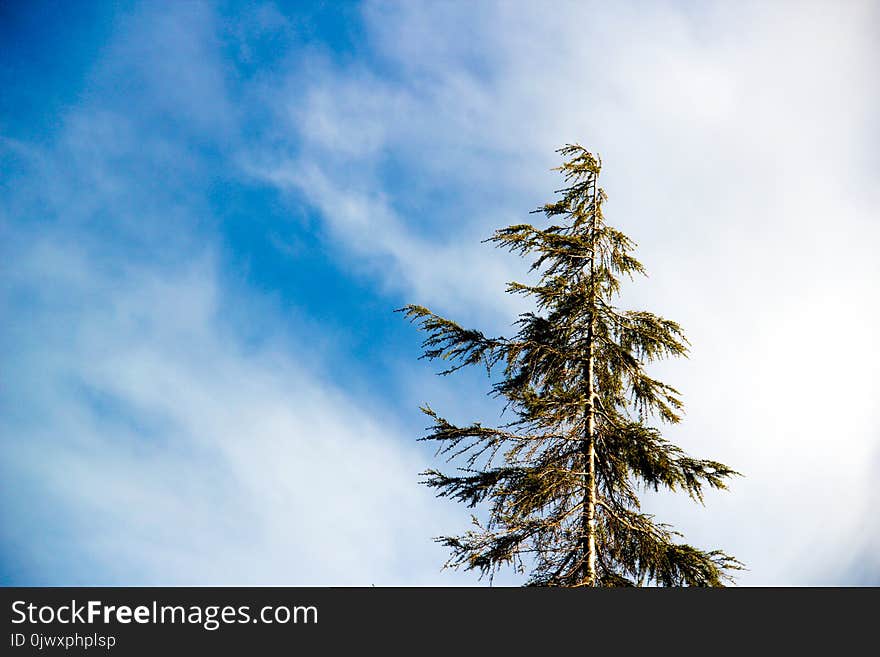 Worm&#x27;s Eye Photography Green Leaf Tree