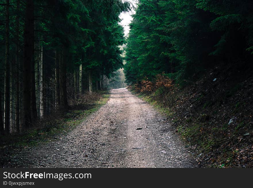 Photo of Road in Forest