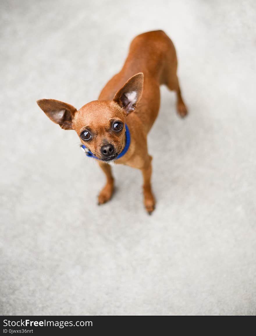 Small light brown chihuahua dog standing outside. Small light brown chihuahua dog standing outside