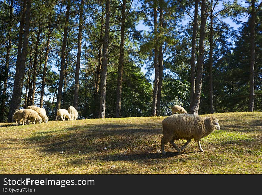 Sheep Graze In The Hills