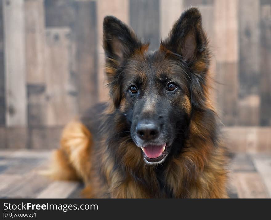 German Shepherd Red and Black