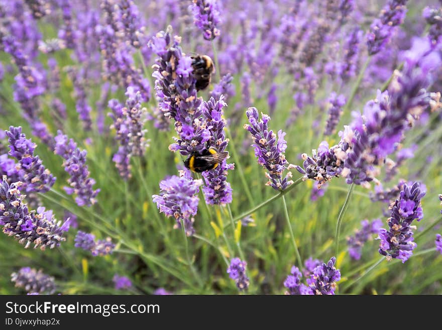 Bees collecting nectar and pollinating blooming purple lavender flowers in a field. Bees collecting nectar and pollinating blooming purple lavender flowers in a field.