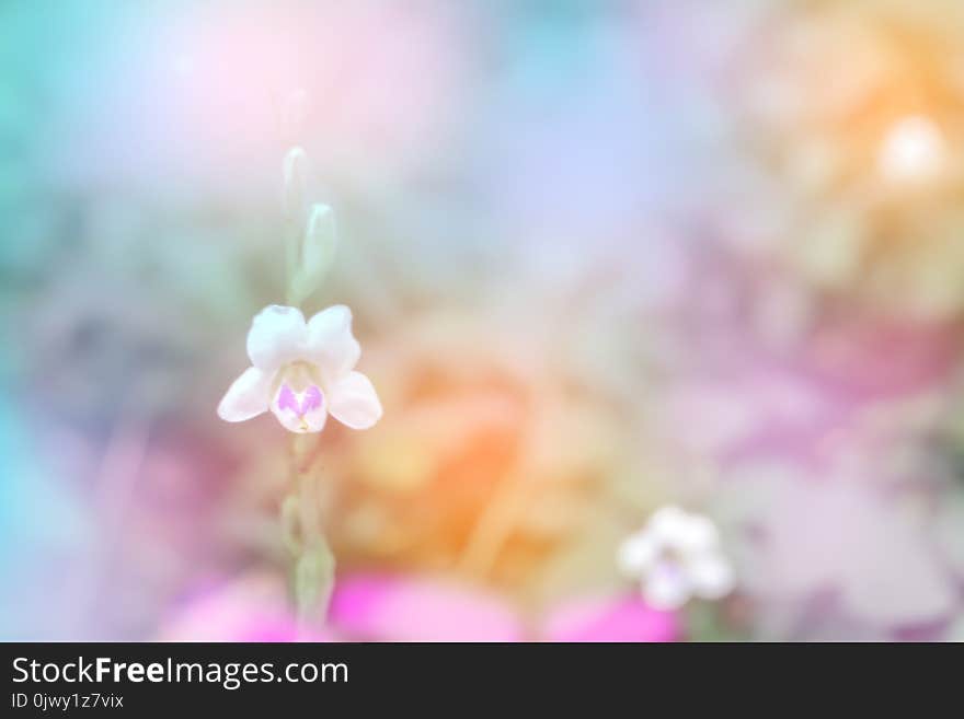 Little White Flower Soft Focus With Colorful Bokeh Spring Back