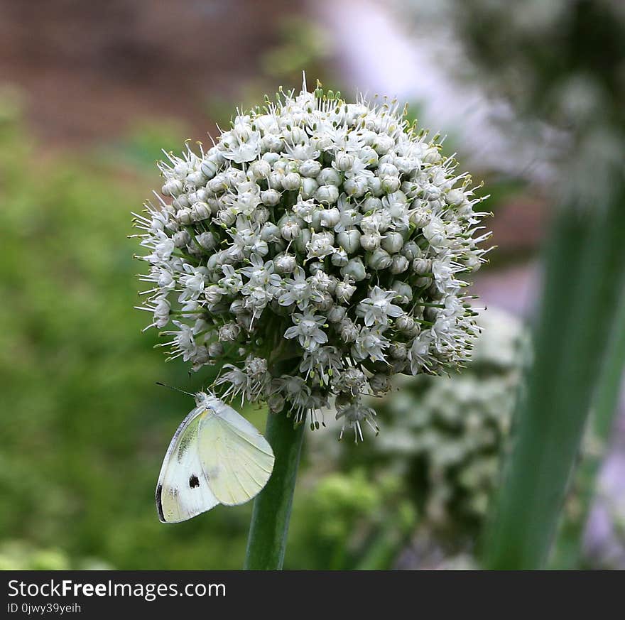 Onion flower and butterfly