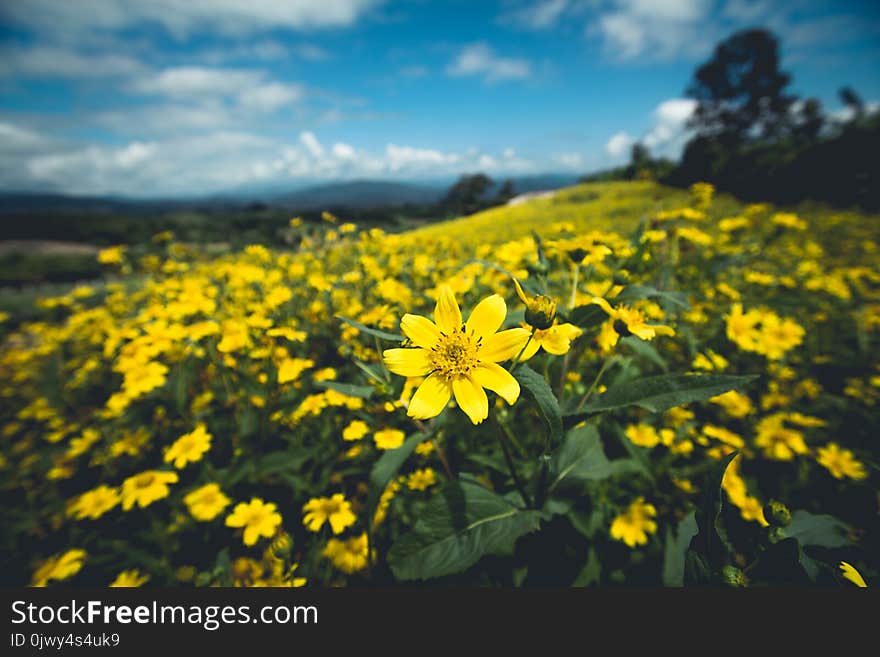 Yellow Flower Field Nature Sky