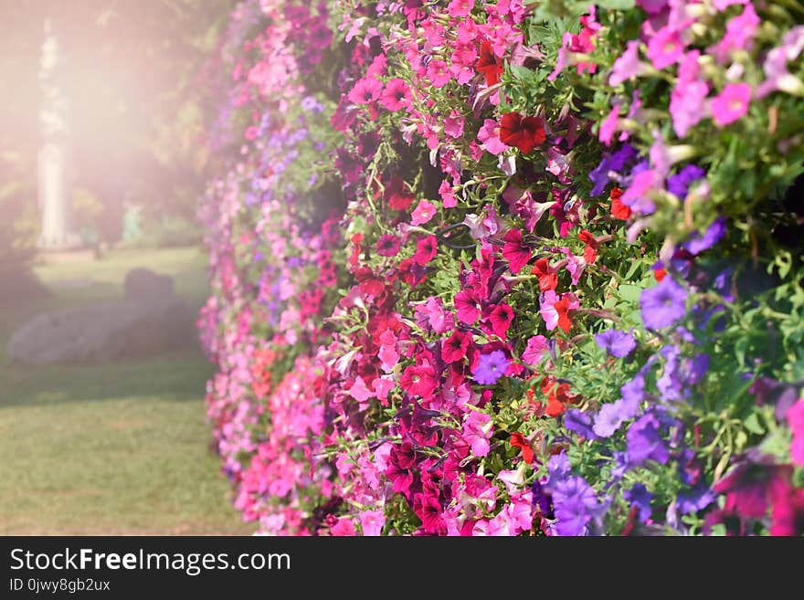 Beautiful colorful Flower Multi color Petunias Petunia hybrida in garden soft focus. Beautiful colorful Flower Multi color Petunias Petunia hybrida in garden soft focus