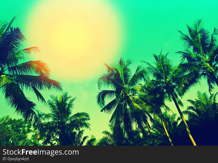 Coconut trees and sun with blue sky summer wallpaper nature background