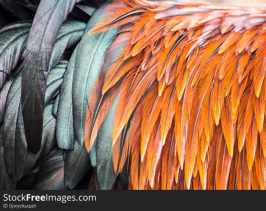 Beautiful Orange And Black Rooster Feathers