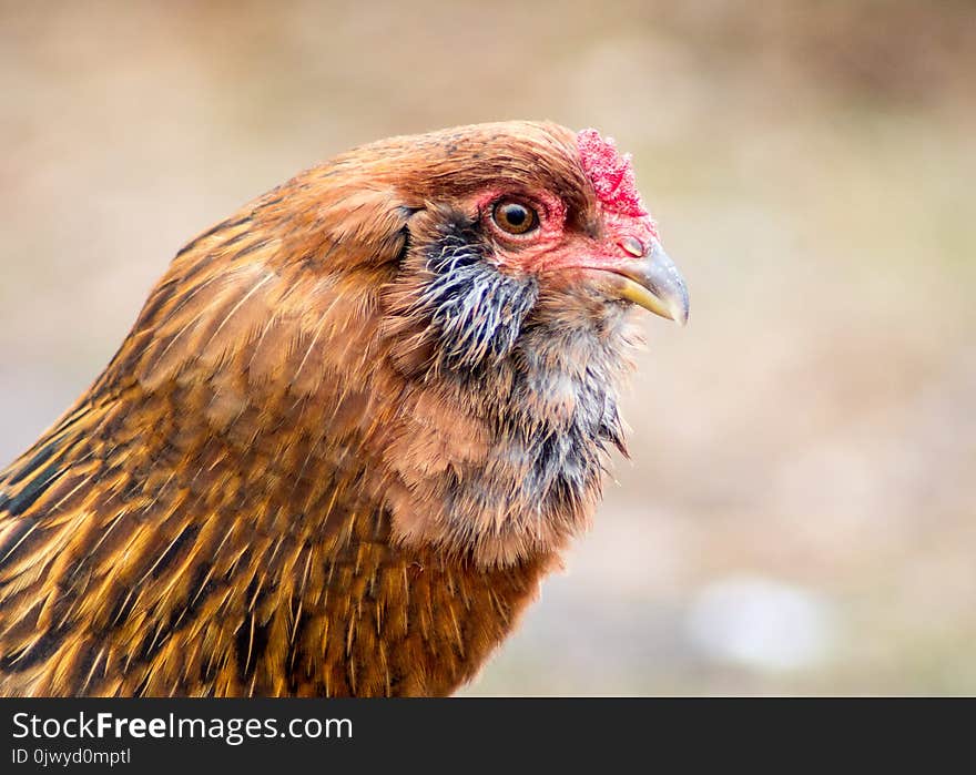 Free range chicken head portrait