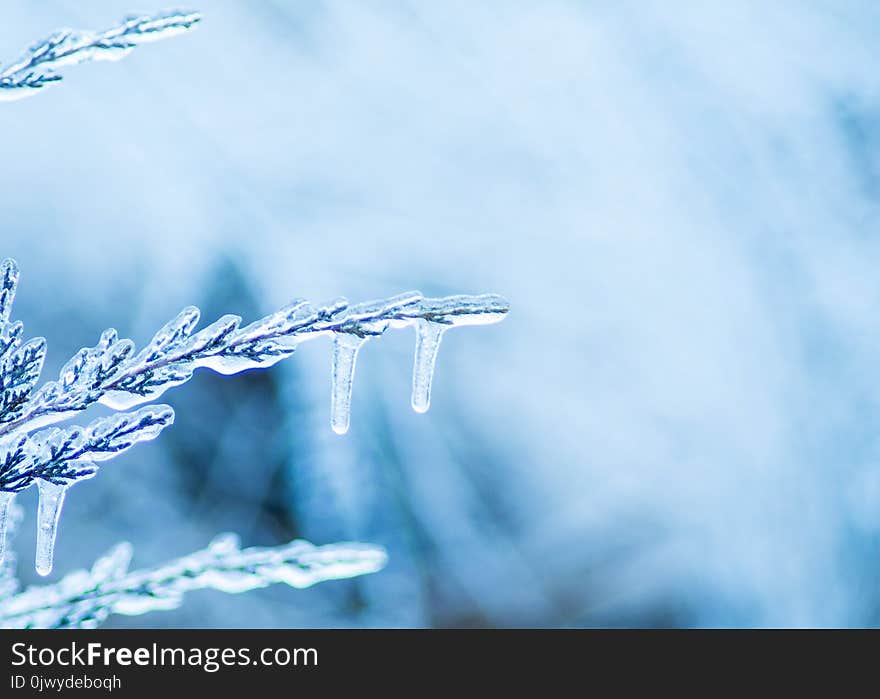 Ice covered cedar tree branch in the winter. Christmas card background. Ice covered cedar tree branch in the winter. Christmas card background.