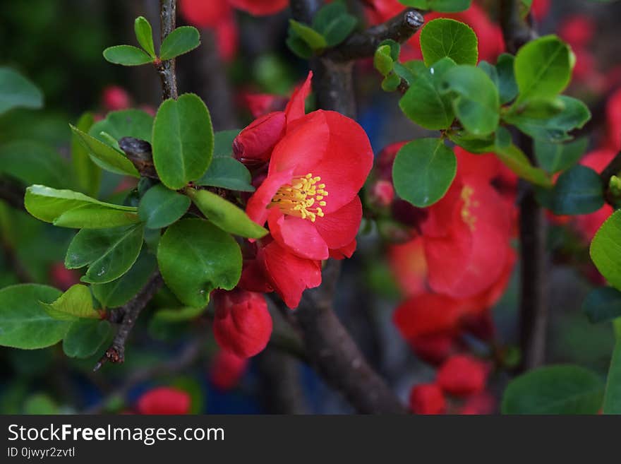 Beautiful flowers bloom in early spring `Japanese quince`