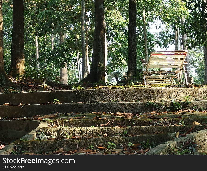 A peaceful garden forest landscape for people activities like jogging,walking in the morning season weather. A peaceful garden forest landscape for people activities like jogging,walking in the morning season weather