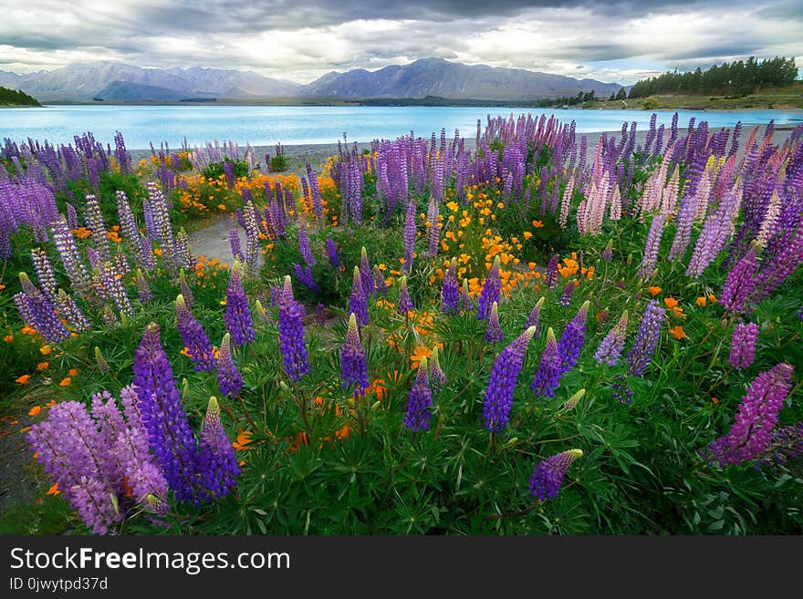 Landscape at Lake Tekapo and Lupin Field in New Zealand. Lupin field at lake Tekapo hit full bloom in December, summer season of New Zealand. Landscape at Lake Tekapo and Lupin Field in New Zealand. Lupin field at lake Tekapo hit full bloom in December, summer season of New Zealand.