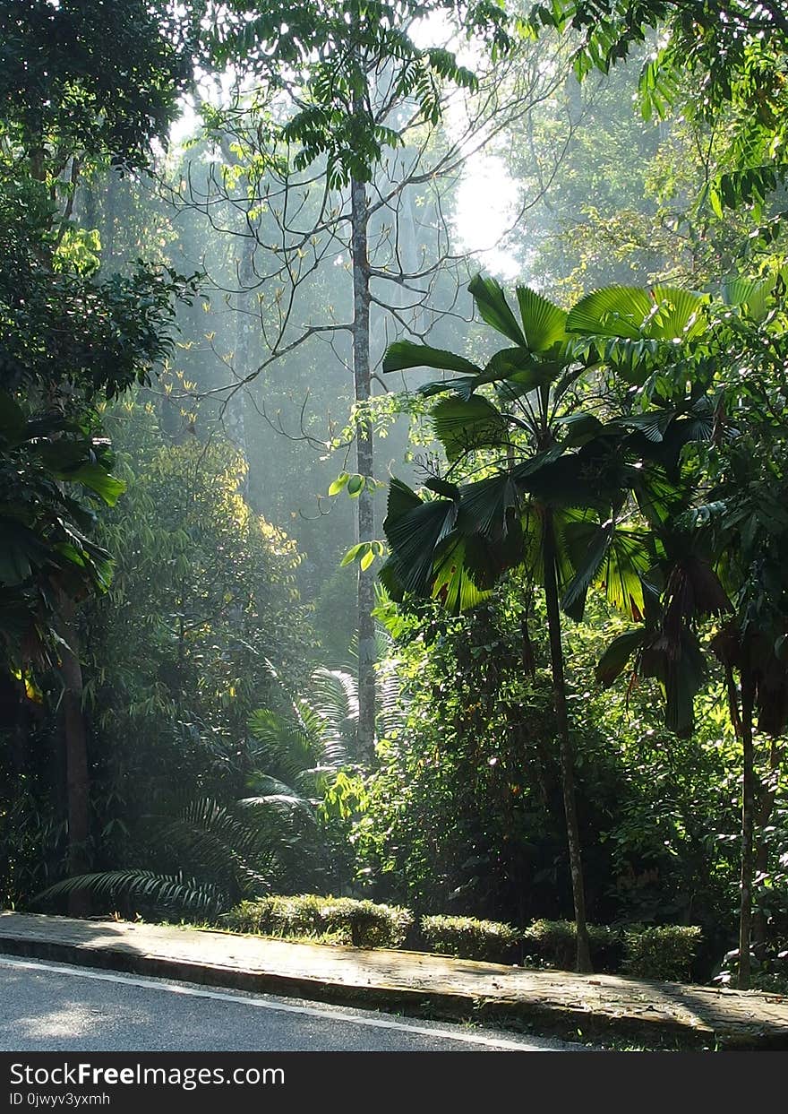 Peaceful garden forest landscapes