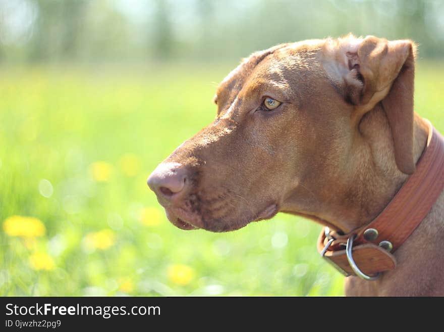 Hungarian Vizsla Dog For A Walk