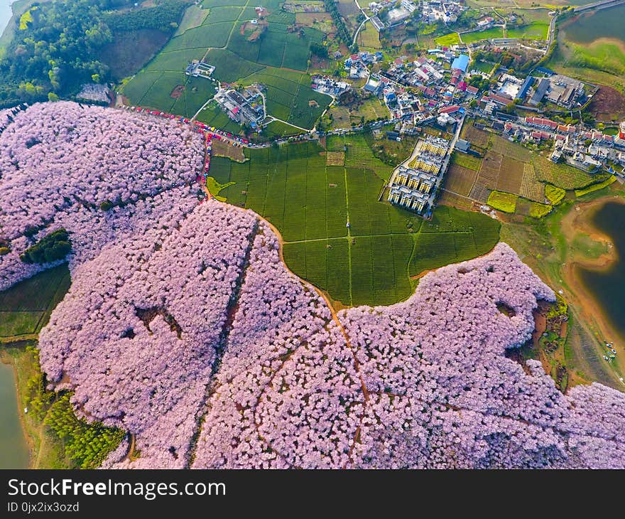 Cherry Blossoms And Tea Gardens