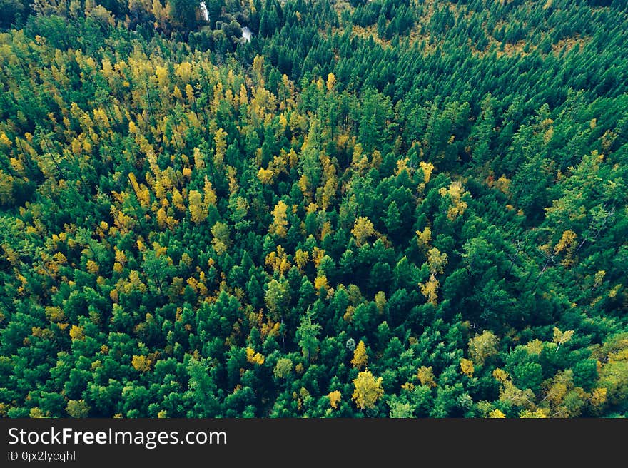 autumn forest landscape