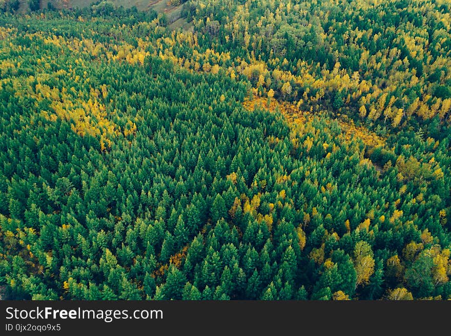 Autumn forest landscape