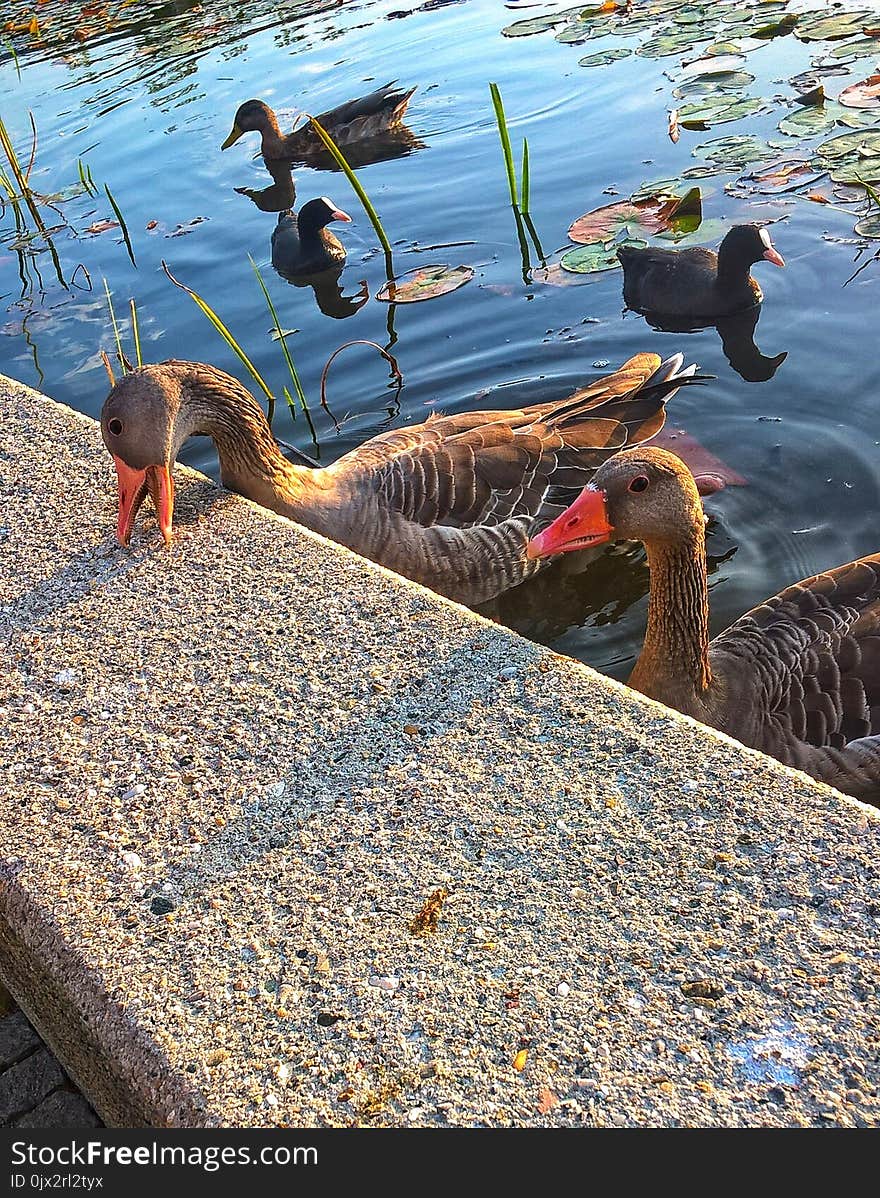 two wild geese swimming alongside some ducks,the geese play unhindered