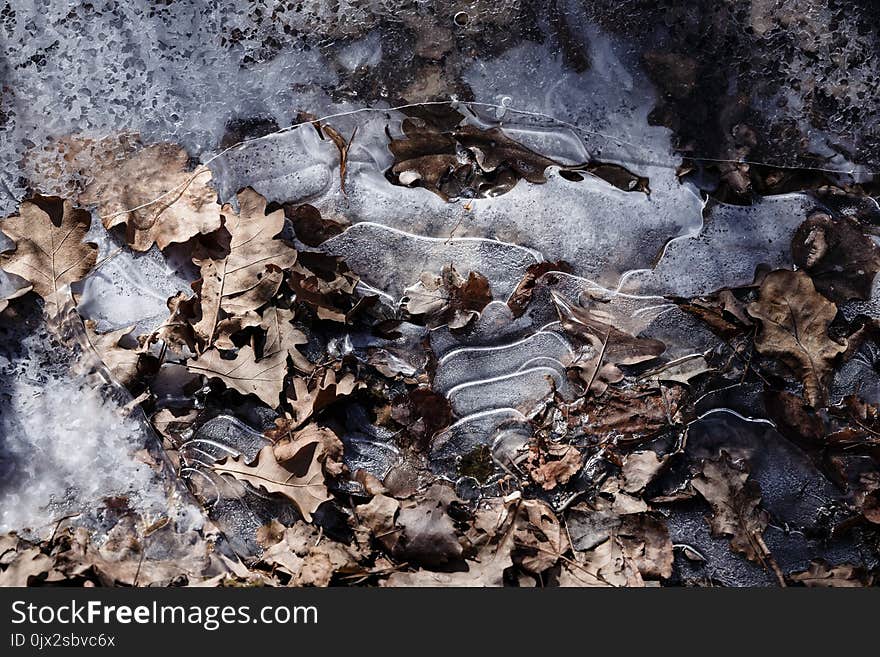 autumn oak leaves frozen in ice.