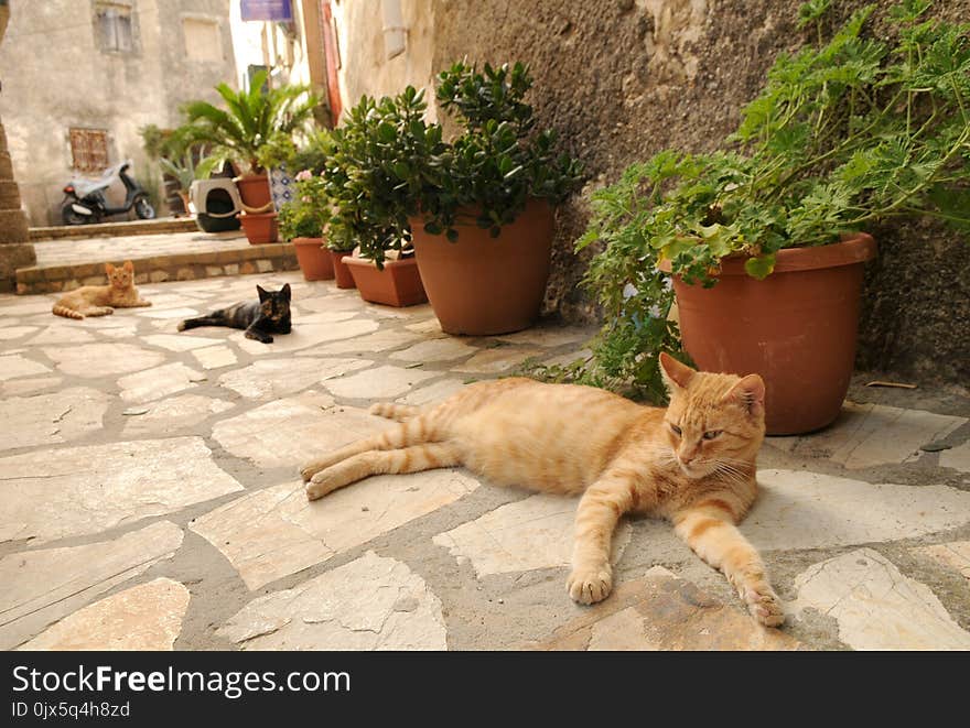 Three cats living in the streets of greek city Corfu