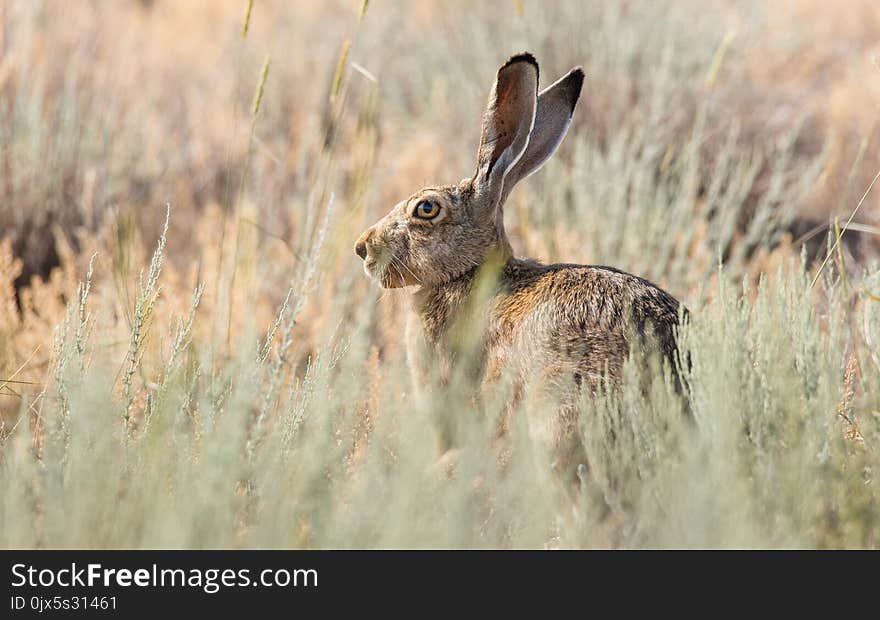 The Hare Who Was Afraid Of Nobody.