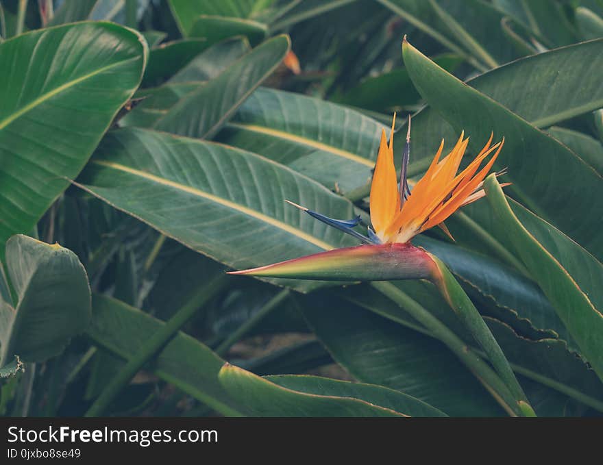 Tropical bird of paradize flowers and leaves trendy fresh green macro background, retro toned. Tropical bird of paradize flowers and leaves trendy fresh green macro background, retro toned