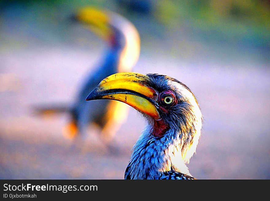 Hornbill close up