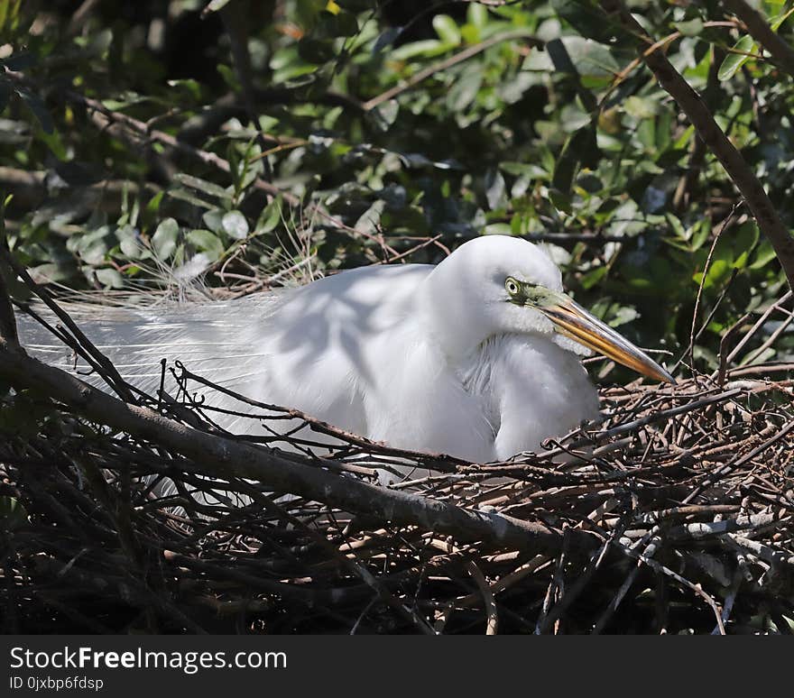 Large White Egret roosting in nest has long breeding plumage splayed out over bird nest as she incubates her eggs. Large White Egret roosting in nest has long breeding plumage splayed out over bird nest as she incubates her eggs.