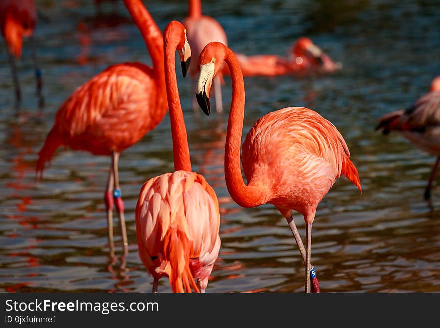 Flamboyance Of Flamingos