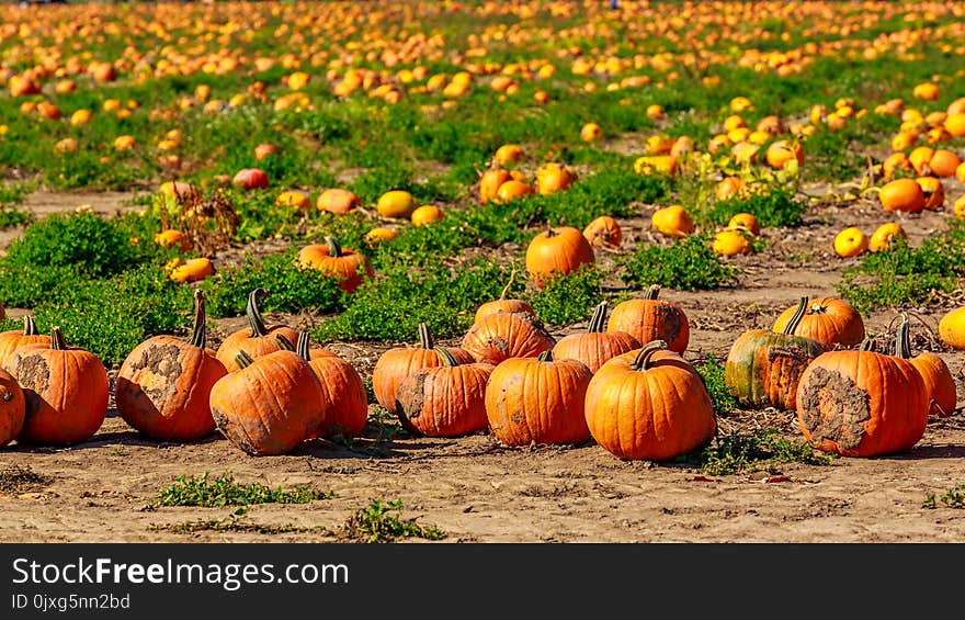 Halloween Pumpkin Patch field perfect background image.