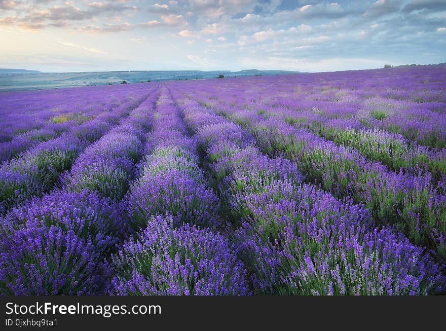 Lavender beautiful meadow.