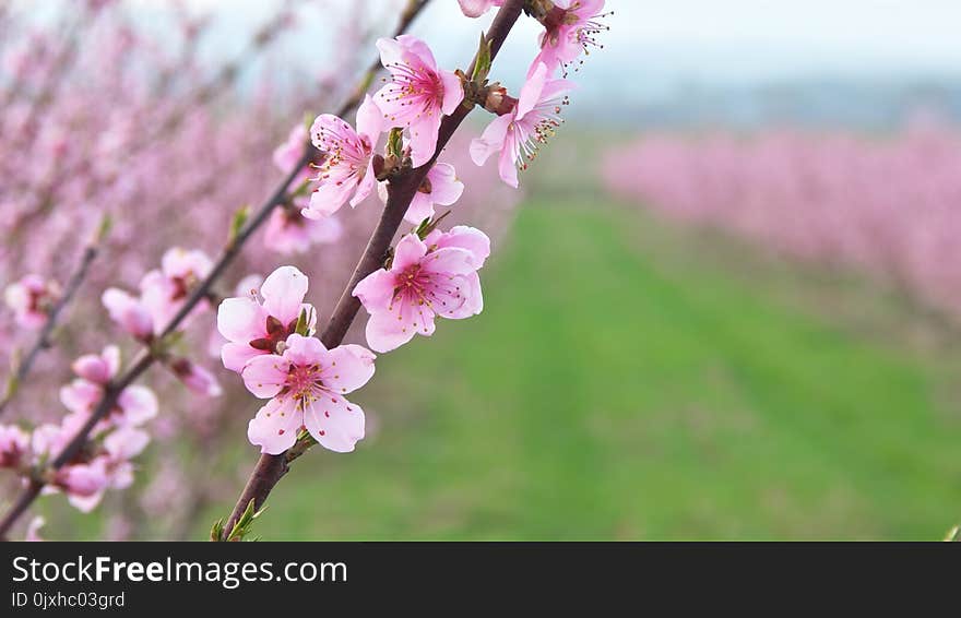 Orchard blooming spring garden panorama. Nature composition. Orchard blooming spring garden panorama. Nature composition.