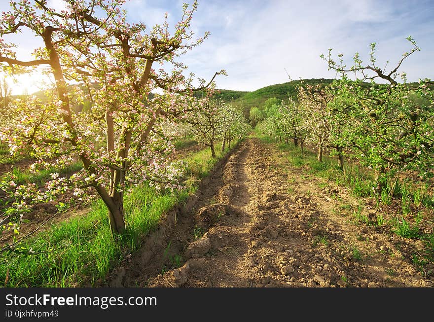 Apple tree in garden. Spring nature composition.