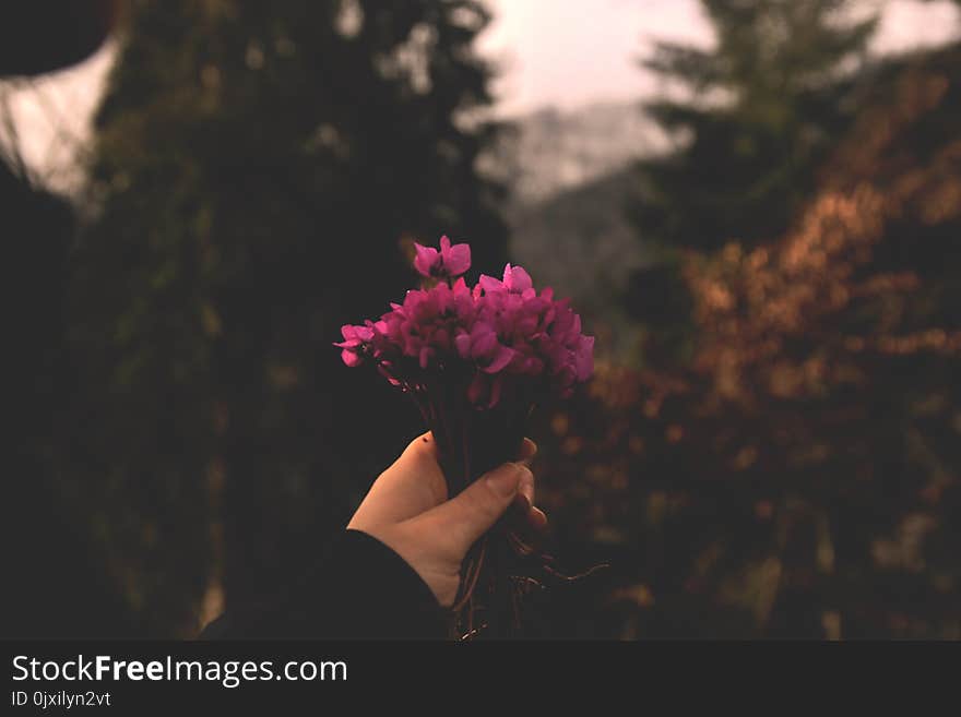 Selective Focus Photo Of Pink Petaled Flowers