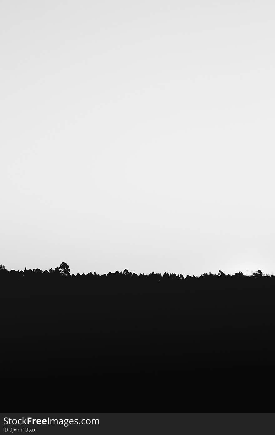 Silhouette of Grass Under White Sky