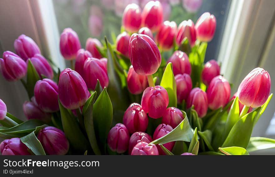 Close-up Photography of Pink Tulips