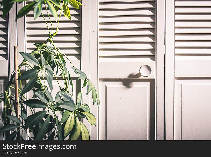 Photo of Green Leaf Plant Near White Wooden Cabinet