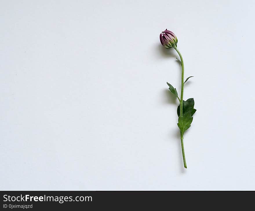 Purple Petaled Flower on White Surface