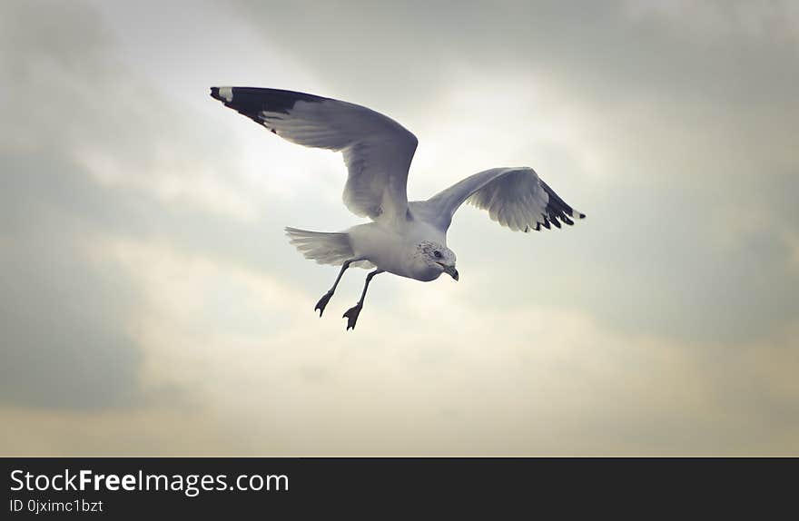 Ring-billed Gull Flying at Daytime