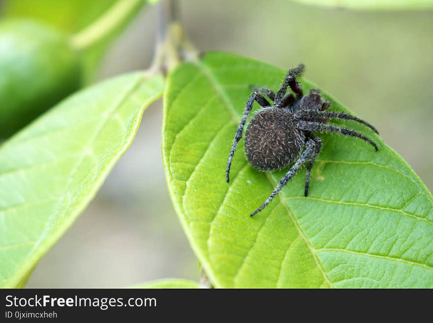 Close-up Photography of Spider on Top of the Leaf