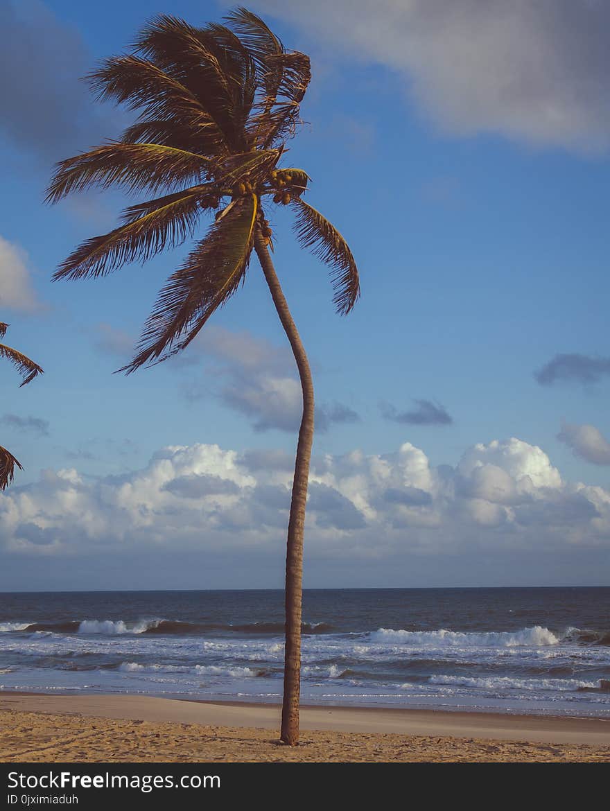 Coconut Palm Tree Near Sea