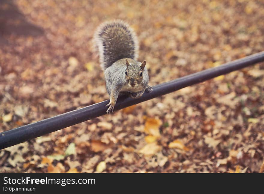 Close-up Photography of Squirrel