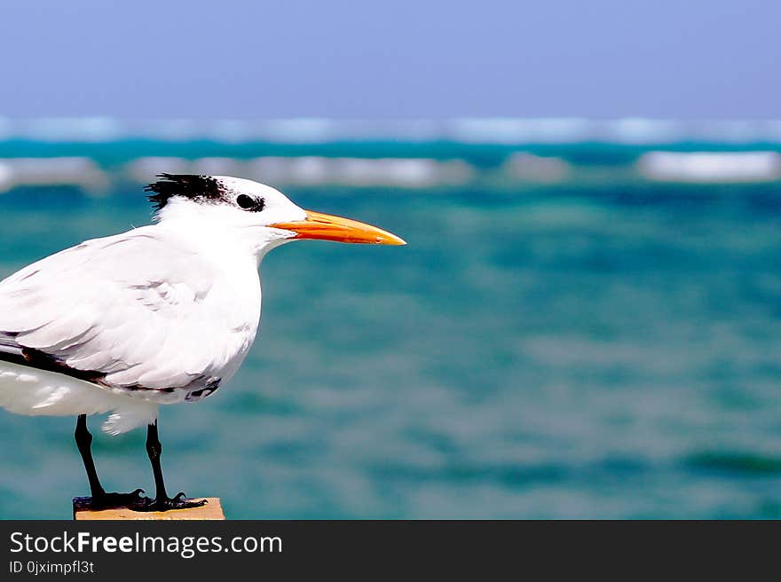 White Seagull