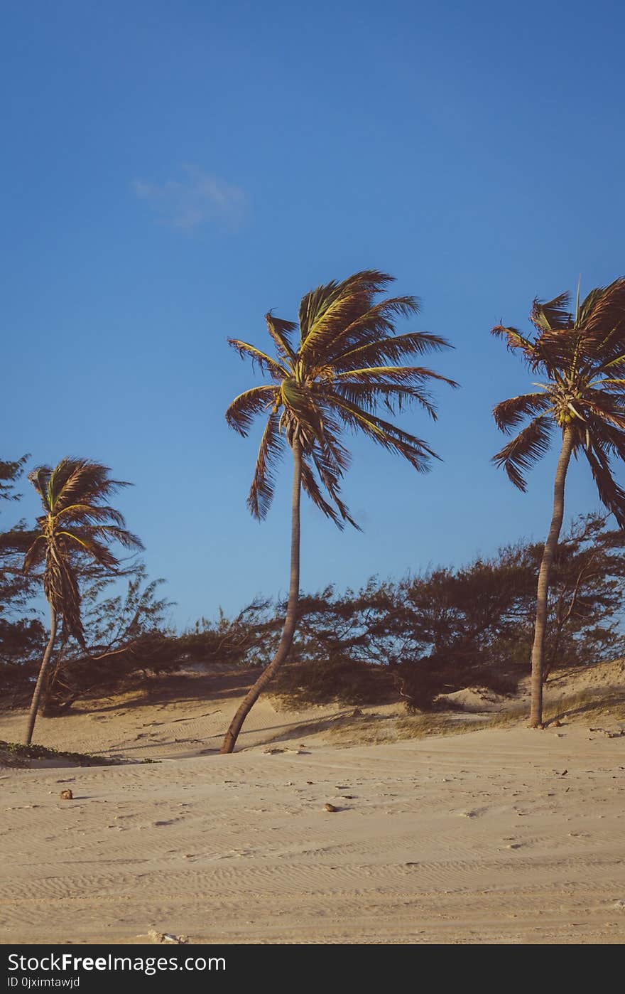 Coconut Trees on Brown Soil Under Blue Sky